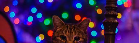 Eine Katze schaut in die Kamera. Im Hintergrund sind bunte Lichter zu sehen.