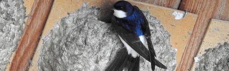 Mehlschwalbe an einem Nest