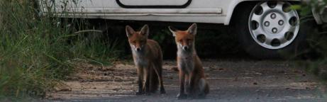 Jungfüchse vor einem Campingwagen