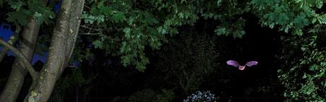 Fledermaus im Garten