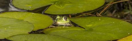 Grenouille verte