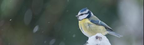 Blaumeise auf eingeschneitem Ast (KI bearbeitet)