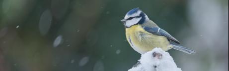 Mésange bleue sur une branche enneigée (image retouchée par IA)