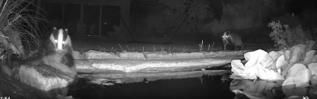 Zwei badende Dachse in einem Gartenteich