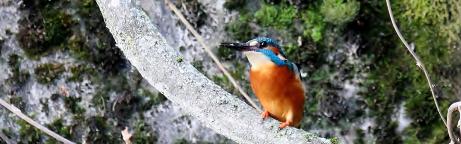 Eisvogel auf einem Ast