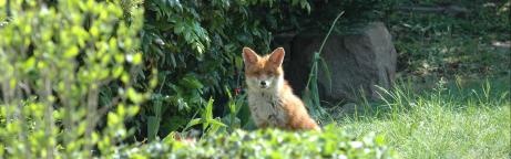 Fuchs in einem Garten