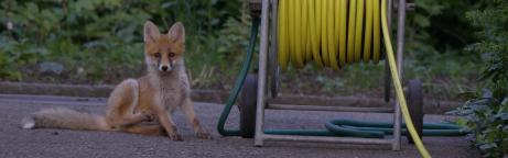 Jungfuchs neben Gartenschlauch