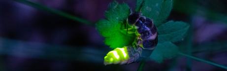 Leuchtendes Weibchen des Grossen Glühwürmchens (Foto: Michael Landert 