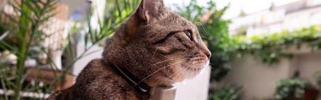 Katze mit GPS Halsband von Tractive