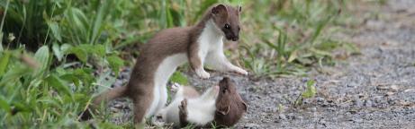 Zwei Hermeline am spielen