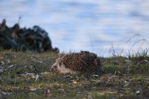 Igel auf einer Wiese