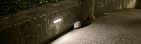 Ein Igel in einer Wohnsiedlung in Zürich.