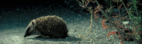 Igel auf einer Ruderalfläche in der Nacht
