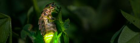 Glühwürmchen-Nahaufnahme