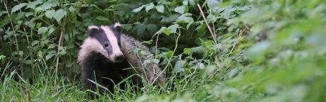 Dachs in einem Garten