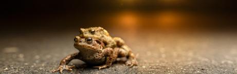 Kröten überqueren eine Strasse