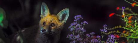 Ein Fuchs in einem Garten in der Nacht