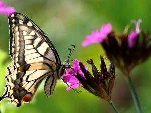 Schwalbenschwanz auf Blüte