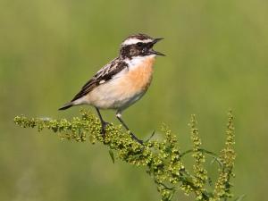 Vogelkundlicher Morgenspaziergang