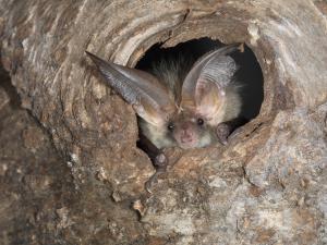 Langohrfledermaus 