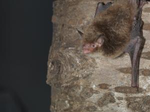 Fledermaus an Holz