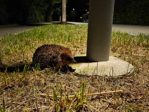 Ein Igel, der Nachts im Quartier unterwegs ist. 