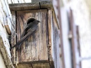 Nichoir à martinets