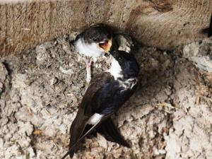 Hirondelles de fenêtre-Mehlschwalben