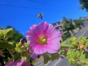 Bombus humilis/muscorum/pascuorum