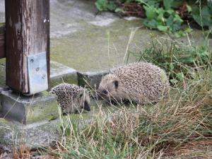 Igel mit Jungier