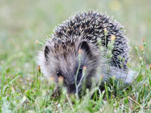 Igel