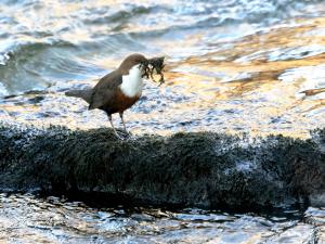 Wasseramsel mit Nistmaterial im Schnabel