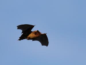 Zwergfledermaus