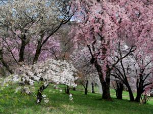 Arboretum