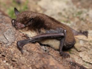 Wasserfledermaus auf Holz