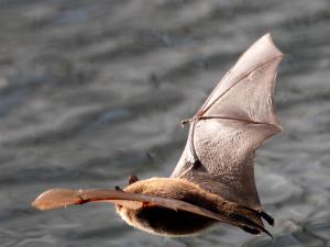 Wasserfledermaus im Flug