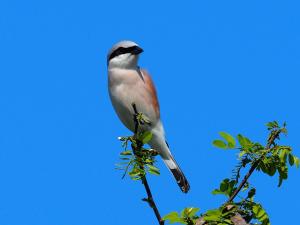 Neuntöter auf Ast vor blauem Himmel