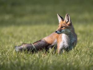 Fuchs auf grüner Wiese
