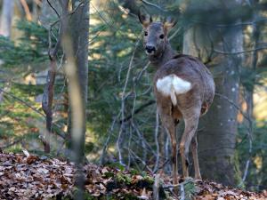 Reh im Wald