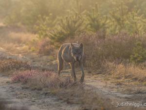 Wolf in Heidelandschaft
