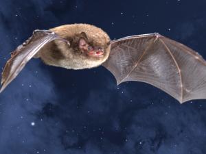 Wasserfledermaus vor Sternenhimmel