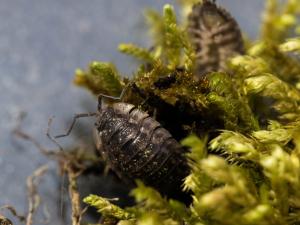 Eine Assel krabbelt aus dem Moos