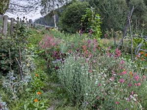 Jardin naturel avec de nombreuses herbes et fleurs en floraison