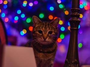 Eine Katze schaut in die Kamera. Im Hintergrund sind bunte Lichter zu sehen.