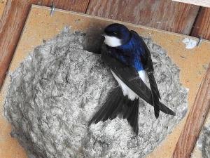 Mehlschwalbe an einem Nest