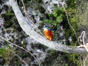 Eisvogel auf einem Ast