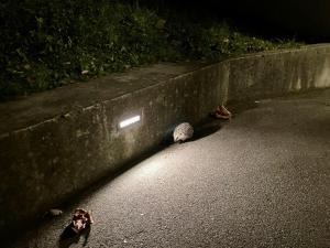 Ein Igel in einer Wohnsiedlung in Zürich.
