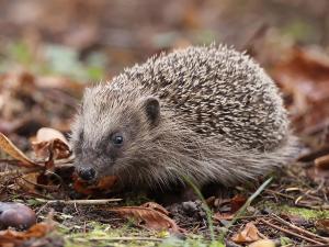 Jungigel auf Erde mit Blättern und Moos