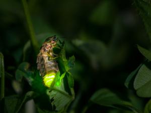 Glühwürmchen-Nahaufnahme