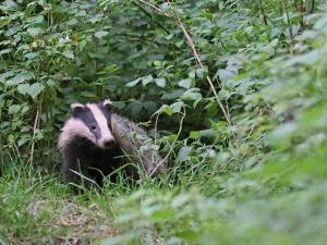 Dachs in einem Garten